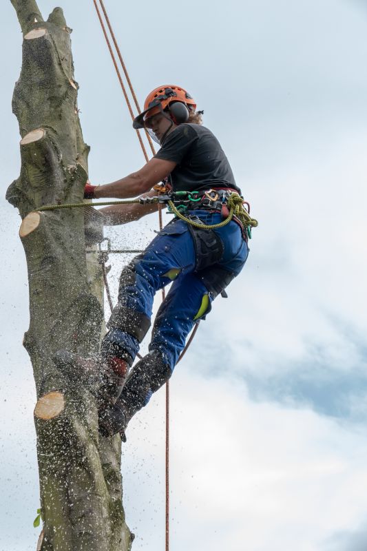 Arborist Spraying in Reno, NV