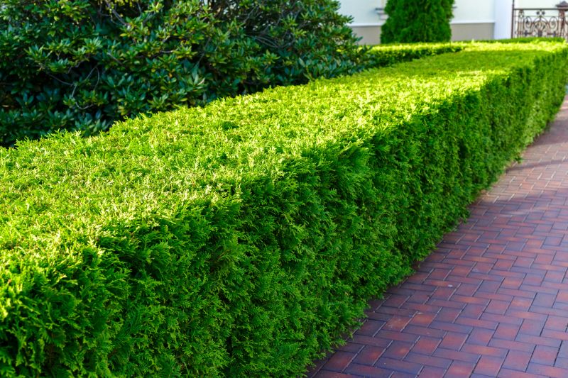 Hedge Replacement in Honolulu, HI