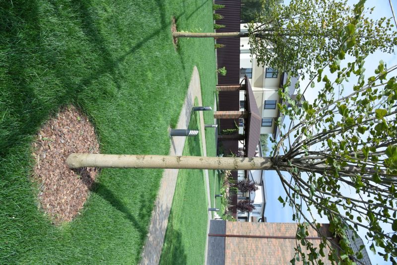 Pine Tree Planting in Ventura County, CA