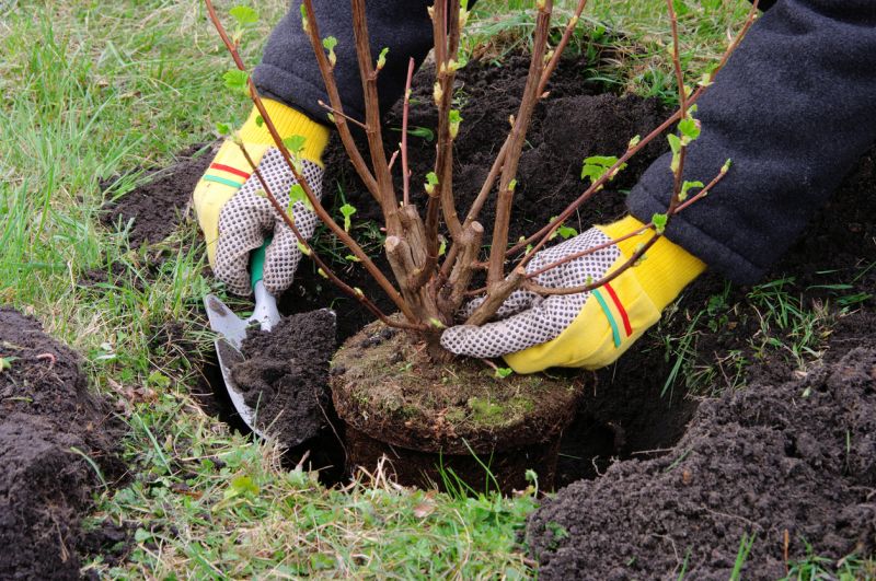 Shrub Installation in Ventura County, CA